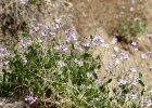 Strandviolier   R.Eveleens